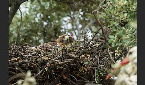 Zwergadler (Aquila pennata)