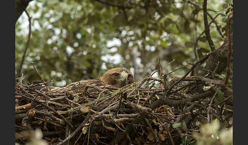 Zwergadler (Aquila pennata)