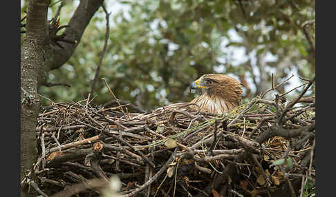 Zwergadler (Aquila pennata)