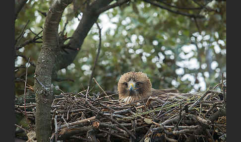 Zwergadler (Aquila pennata)