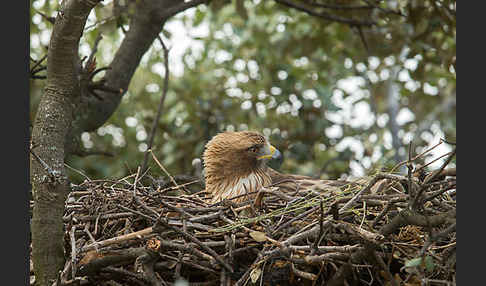 Zwergadler (Aquila pennata)