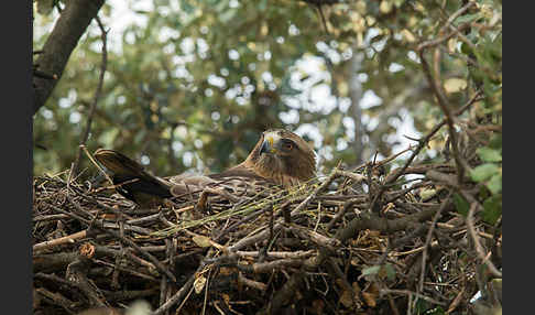 Zwergadler (Aquila pennata)