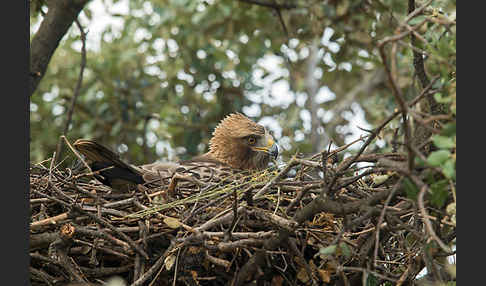 Zwergadler (Aquila pennata)