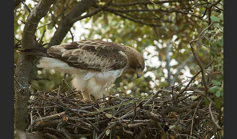 Zwergadler (Aquila pennata)