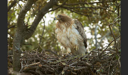 Zwergadler (Aquila pennata)