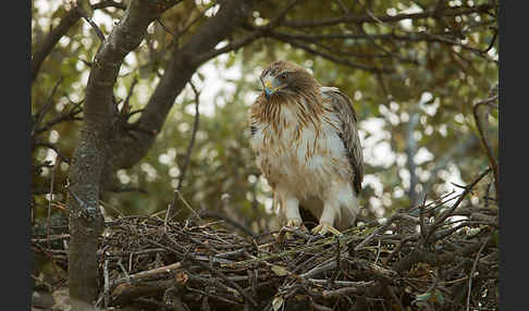 Zwergadler (Aquila pennata)