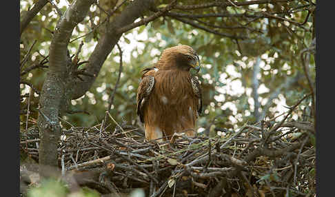 Zwergadler (Aquila pennata)