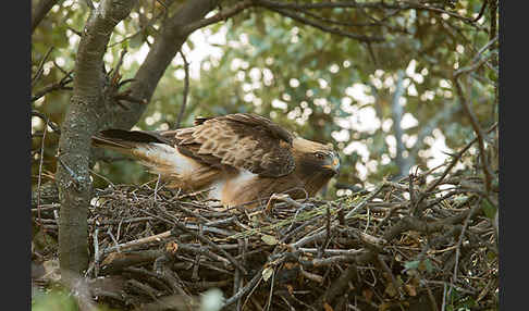 Zwergadler (Aquila pennata)