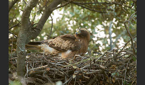 Zwergadler (Aquila pennata)