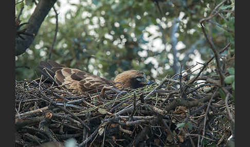 Zwergadler (Aquila pennata)