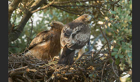 Zwergadler (Aquila pennata)