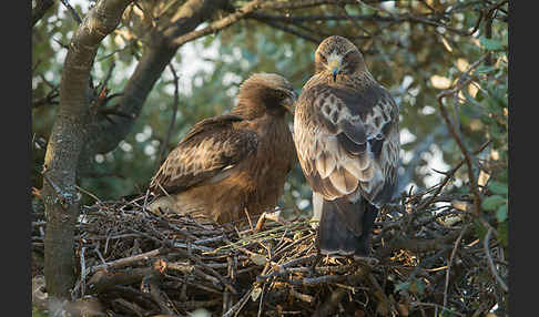 Zwergadler (Aquila pennata)