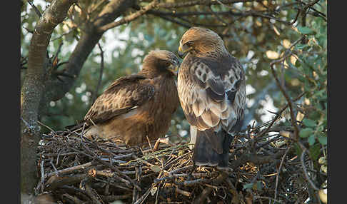 Zwergadler (Aquila pennata)