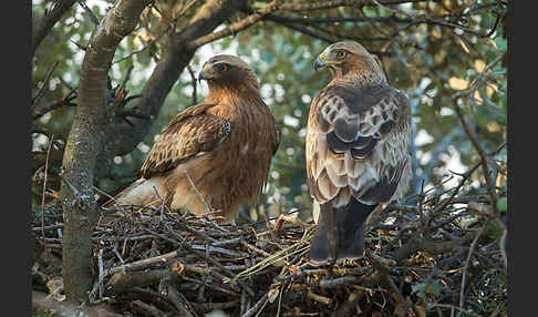 Zwergadler (Aquila pennata)