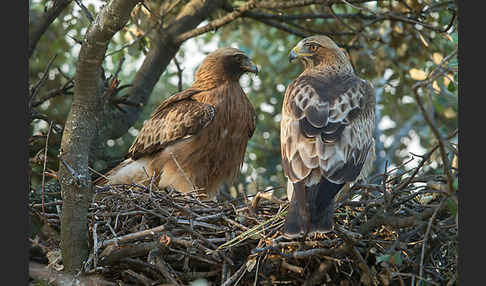 Zwergadler (Aquila pennata)