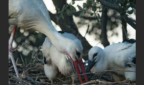 Weißstorch (Ciconia ciconia)