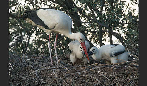 Weißstorch (Ciconia ciconia)