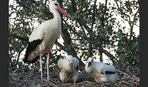 Weißstorch (Ciconia ciconia)