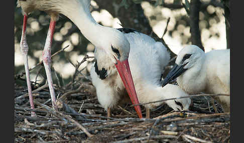 Weißstorch (Ciconia ciconia)