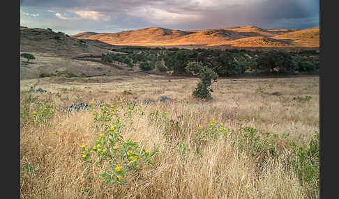 Spanische Golddistel (Scolymus hispanicus)