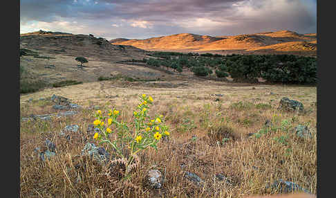 Spanische Golddistel (Scolymus hispanicus)