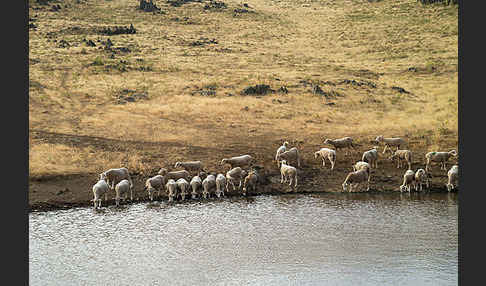 Hausschaf (Ovis gmelini aries)