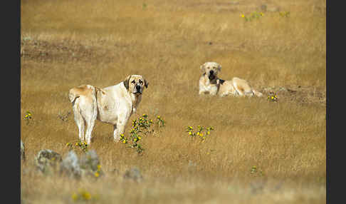 Haushund (Canis lupus familiaris)