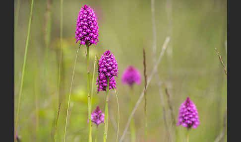 Hundswurz (Anacamptis pyramidalis)