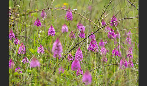 Hundswurz (Anacamptis pyramidalis)