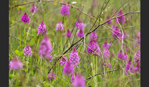 Hundswurz (Anacamptis pyramidalis)