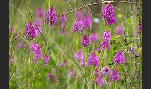 Hundswurz (Anacamptis pyramidalis)