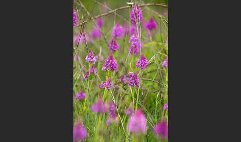 Hundswurz (Anacamptis pyramidalis)