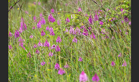 Hundswurz (Anacamptis pyramidalis)