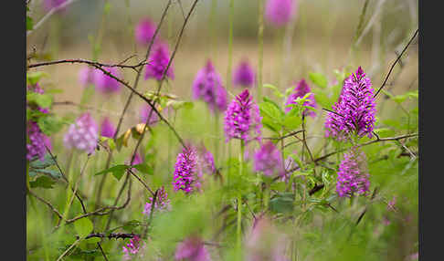 Hundswurz (Anacamptis pyramidalis)