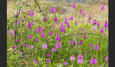 Hundswurz (Anacamptis pyramidalis)