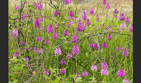 Hundswurz (Anacamptis pyramidalis)