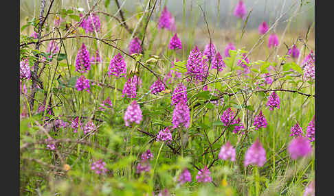 Hundswurz (Anacamptis pyramidalis)