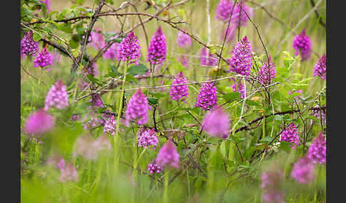 Hundswurz (Anacamptis pyramidalis)