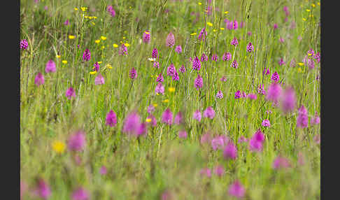 Hundswurz (Anacamptis pyramidalis)