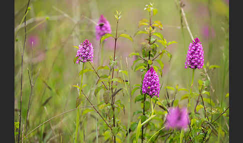 Hundswurz (Anacamptis pyramidalis)