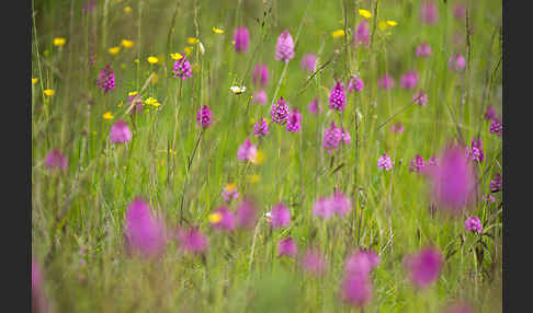 Hundswurz (Anacamptis pyramidalis)