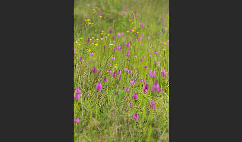 Hundswurz (Anacamptis pyramidalis)