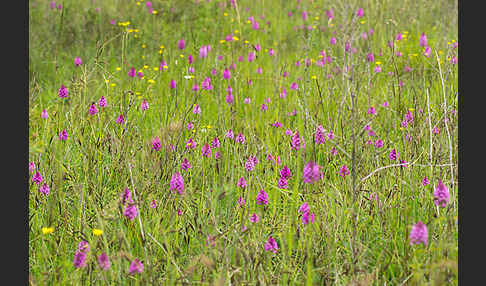 Hundswurz (Anacamptis pyramidalis)