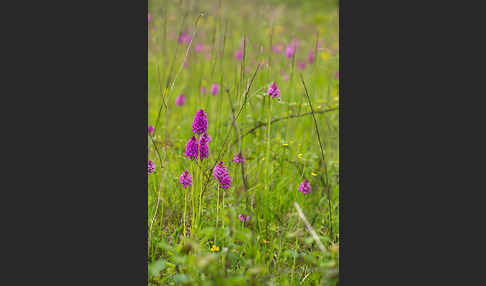 Hundswurz (Anacamptis pyramidalis)