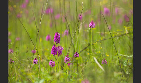 Hundswurz (Anacamptis pyramidalis)