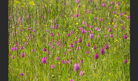 Hundswurz (Anacamptis pyramidalis)