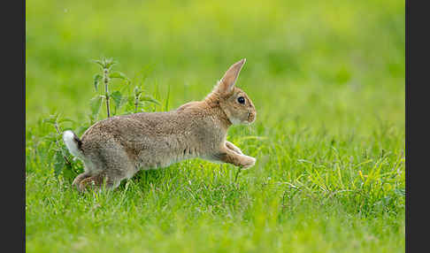 Wildkaninchen (Oryctolagus cuniculus)