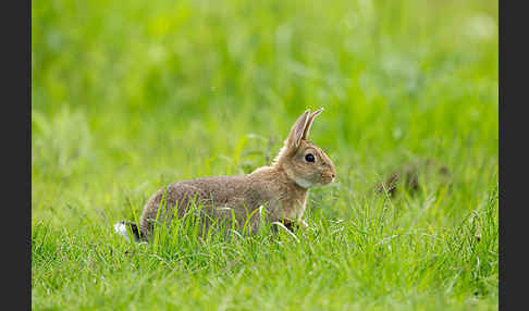 Wildkaninchen (Oryctolagus cuniculus)