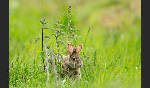 Wildkaninchen (Oryctolagus cuniculus)