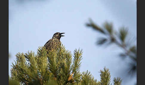 Tannenhäher (Nucifraga caryocatactes)